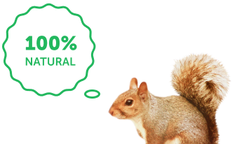 squirel